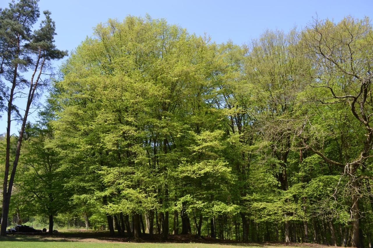 Zauber Der Pfalz Römerberg Exterior foto